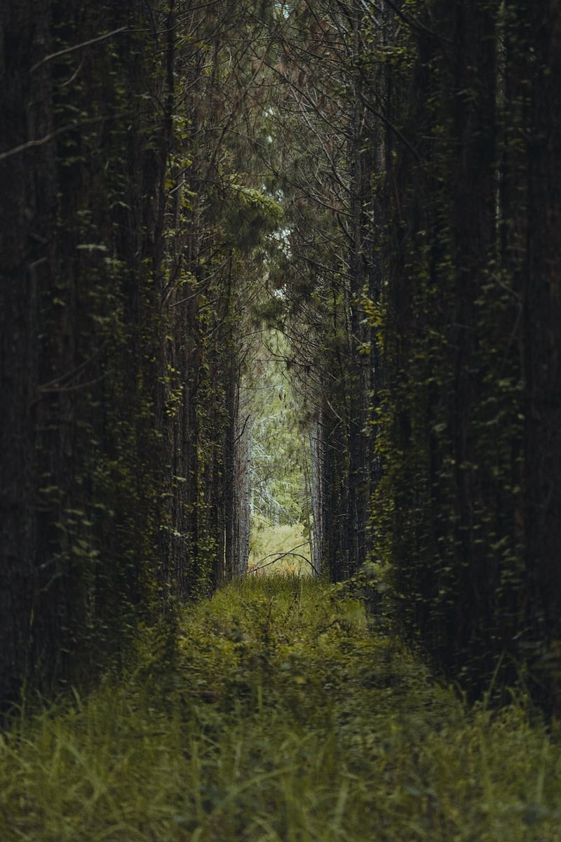 Moonbeam Pathways